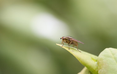Red insect on a green leaf of rhododendron