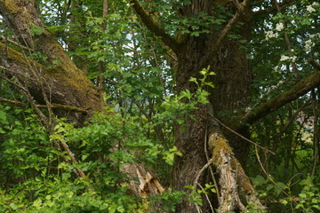 Fototapeta premium Wald und Wiese im Frühling