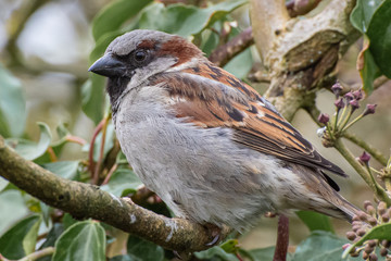 Sparrow