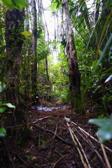 Trail in the rainforest