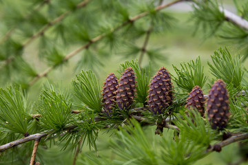 Young branch in spring from European Larch (Larix decidua). Nice fresh colors. 