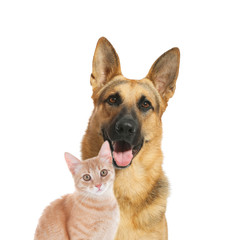 Cute cat and dog on white background. Fluffy friends