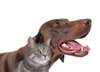 Cute cat and dog on white background. Fluffy friends