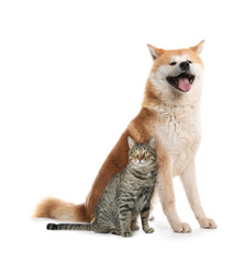 Cute cat and dog on white background. Fluffy friends