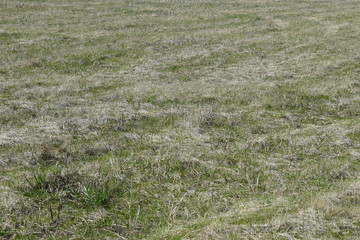 The grass is dry.Spring.Texture