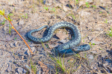 Grey viper or adder venomous snake in attacking or defencive pose rolled in knit on brown spring...
