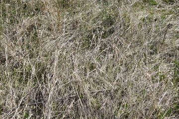 The grass is dry.Spring.Texture