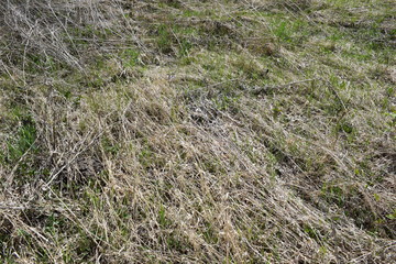 The grass is dry.Spring.Texture