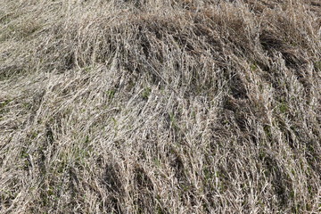 The grass is dry.Spring.Texture