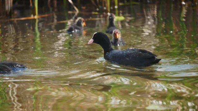 Stack of footage: Eurasian coot (Fulica atra), also known as the common coot, is a member of the rail and crake bird family, the Rallidae. Eurasian coot (Fulica atra) with baby coot chicks. 4k. 60 fps
