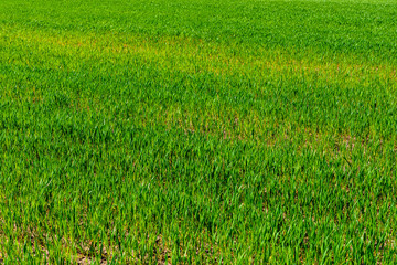 Background of the young wheat on field