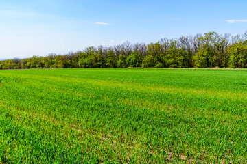 View on field with the young green wheat