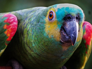 parrot