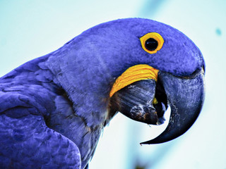 blue macaw