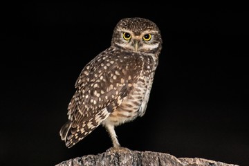 owl