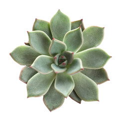 Beautiful succulent on white background, top view