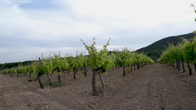 Plano general de unas vi&ntilde;as verdes con un cielo nublado.