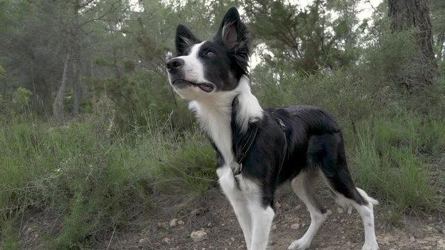 Perro Border collie pasea por la montaña y se sienta. 