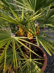 palm pot-tree  blooming