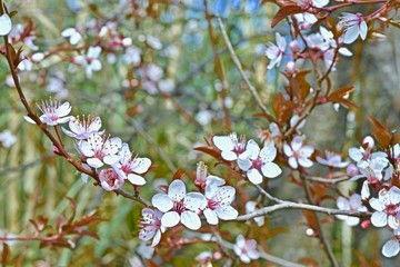 flowering on the branches of the bush Prunus cerasifera