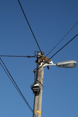 Cat on electric power lines