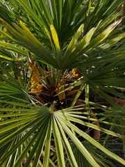 green palm tree