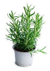 Rosemary plant in gray pot isolated on white background
