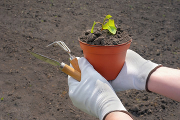 Gardening concept. Young plant and garden tools in the hands of a farmer.