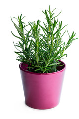 Rosemary plant in purple pot isolated on white background