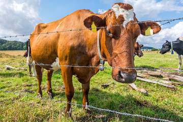 Cow standing on a meadow behind a fence and looking towards the camera
