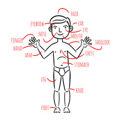 Doodle cartoon illustration for kids showing parts of human body. Hair, ear, eye, mouth, shoulder, stomach, chest and other. Vector illustration isolated on a white background.