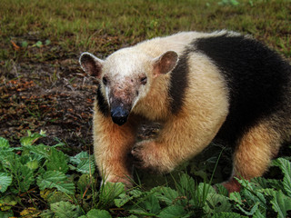 tamandua