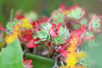fleur, Plante grasse