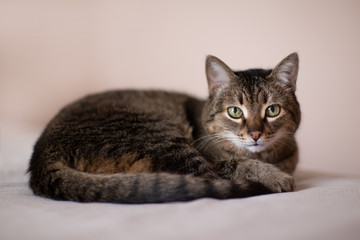 Portrait of a reclining brown cat