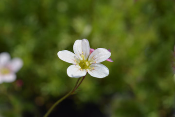 Obraz na płótnie Canvas Saxifrage flower