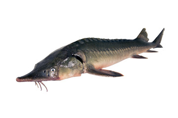 Obraz premium Sturgeon fish isolated on a white backgrounde. Left view. Fresh fish