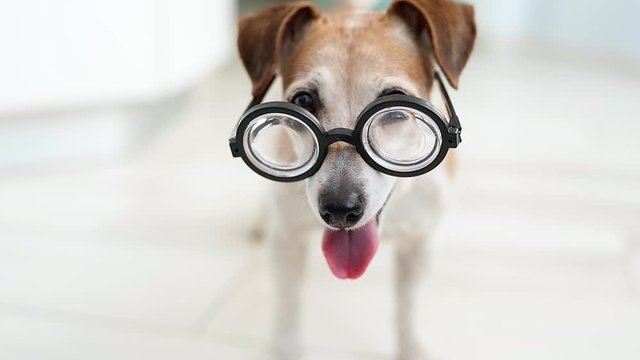 happy dog in glasses. Funny close up portrait of pup Jack russell terrier with glasses. Smiling and looking to the camera. Light white background. Video footage. breathing with open mouth tongue out