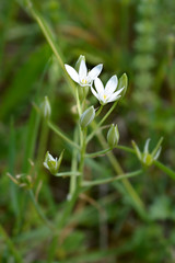 Garden star-of-Bethlehem