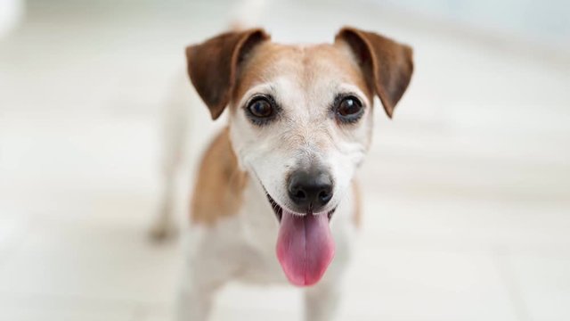 adorable dog jack russell terrier looking to the camera and smiling. waiting friendly asking for game time. Playful mood. Soft daylight. Pet at home. Video footage. Happy pup muzzle and eyes looking