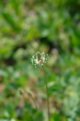 Ribwort Plantain