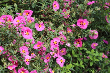 Fototapeta premium Cistus purpureus flowers. Blossom of orchid rockrose in the garden.