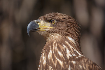 Portrait of brown head sea-eagle (haliaeetus leucogaster), close up of wild bird