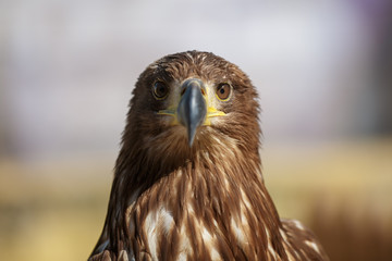 Portrait of brown head sea-eagle (haliaeetus leucogaster), close up of wild bird