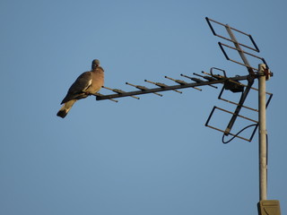 Pigeon contemplatif © Tom