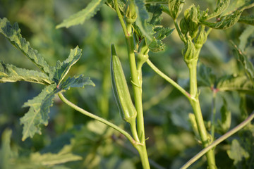 Okra or lady's finger vegetable plant in the garden