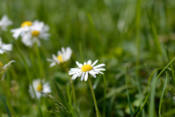Common daisy
