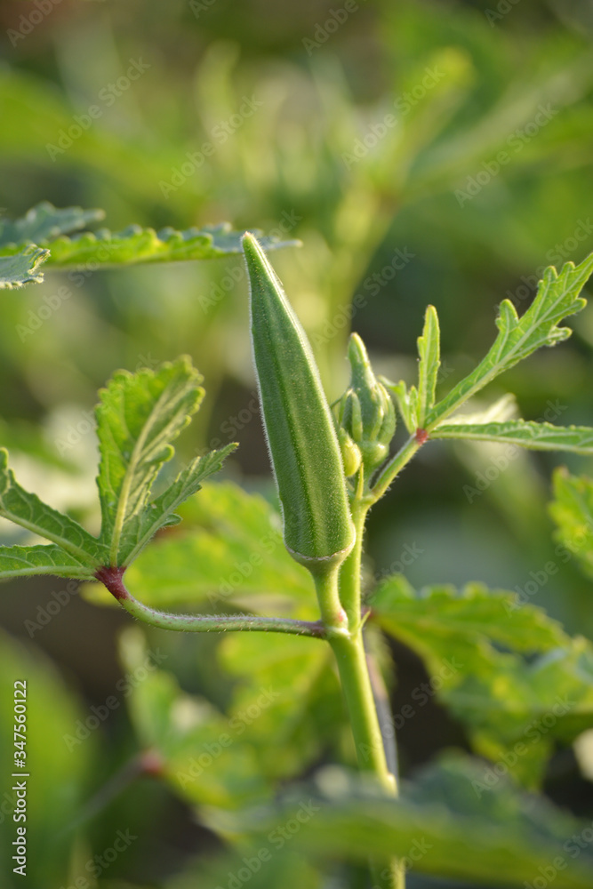 Wall mural okra or lady's finger vegetable plant in the garden