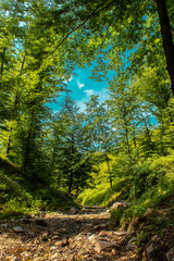 forest in the morning