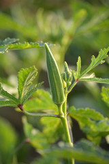 Okra or lady's finger vegetable plant in the garden