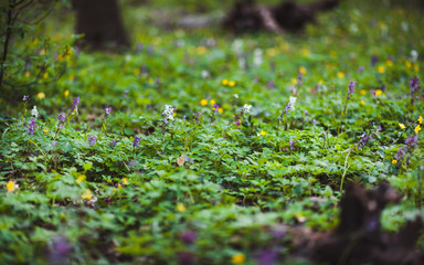 beautiful flowers in nature beautiful nature